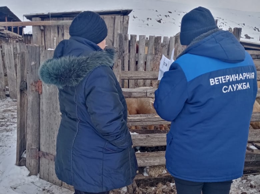 АЧС в Забайкалье:  Госветслужба назвала точную стоимость свиней в живом весе